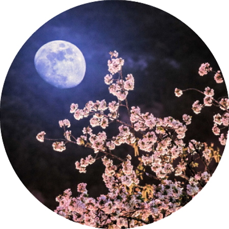 Vinaora Nivo Slider 3.x